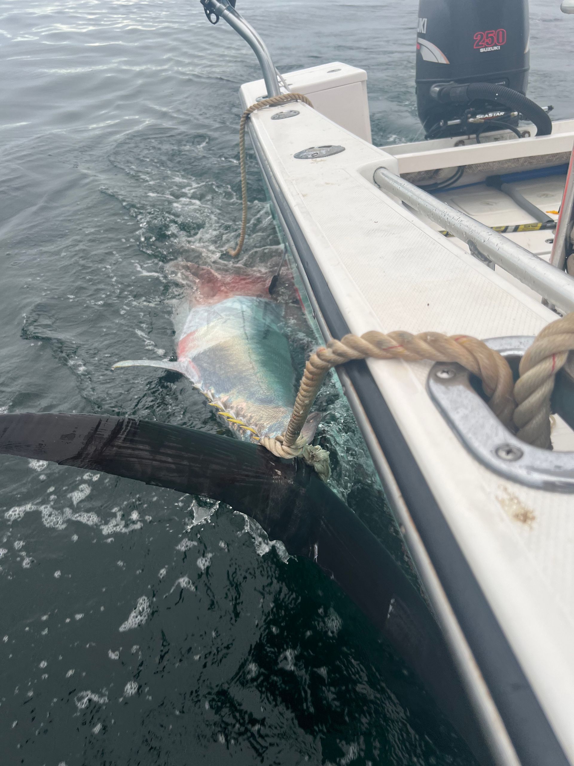 A fish is tied to the side of a boat in the water