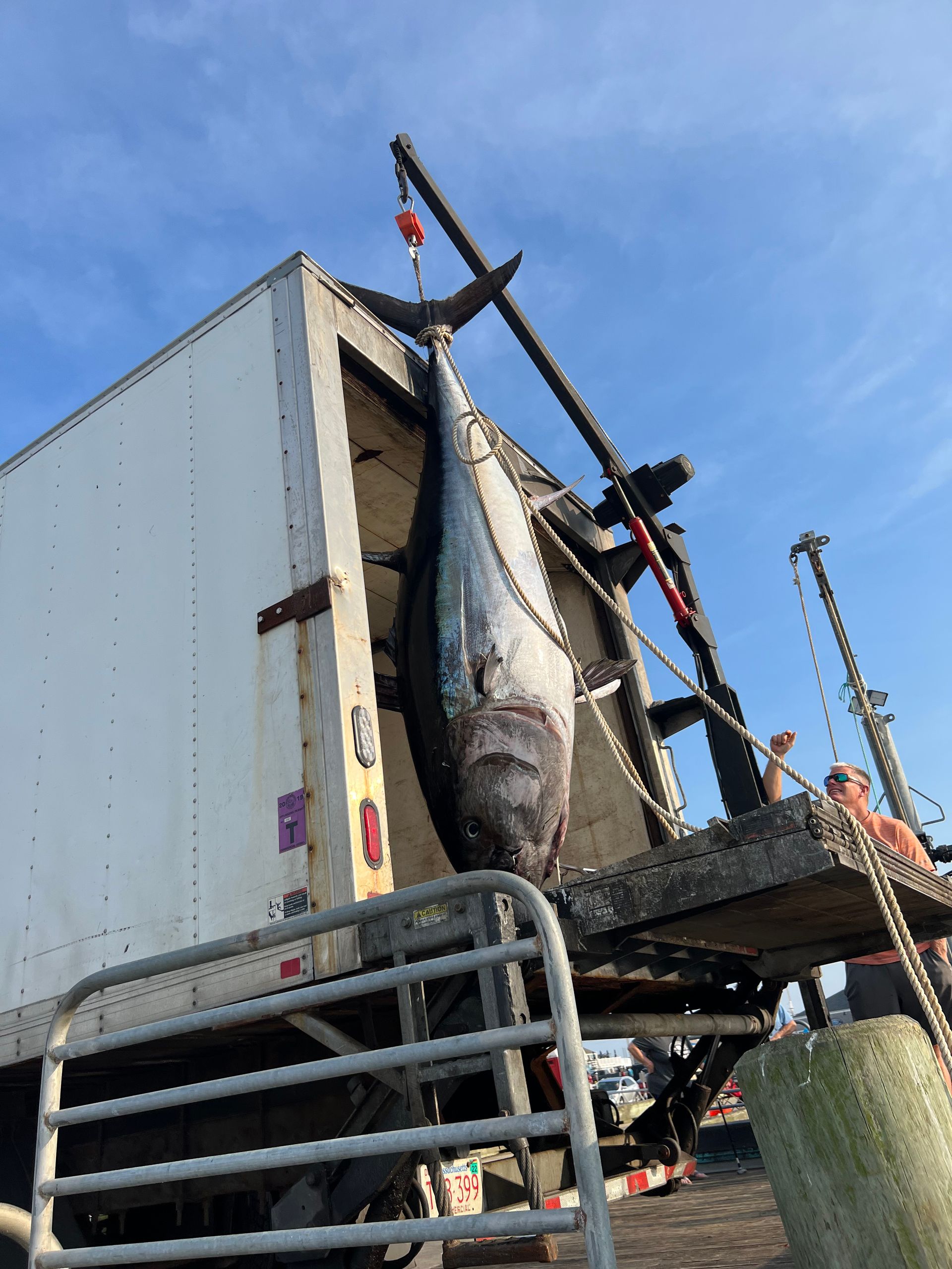 A large fish is hanging from the back of a truck.