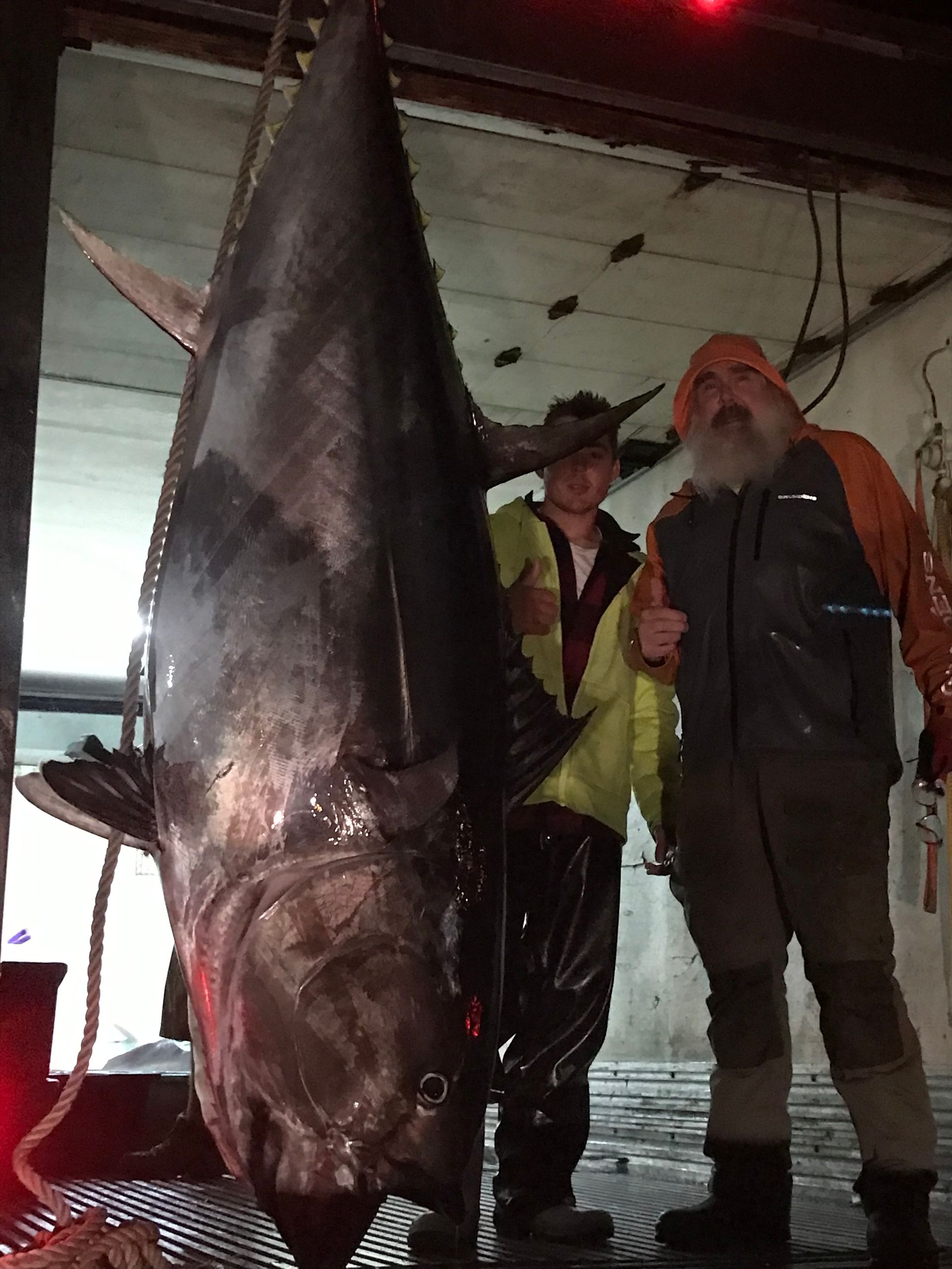 Two men standing next to a very large fish