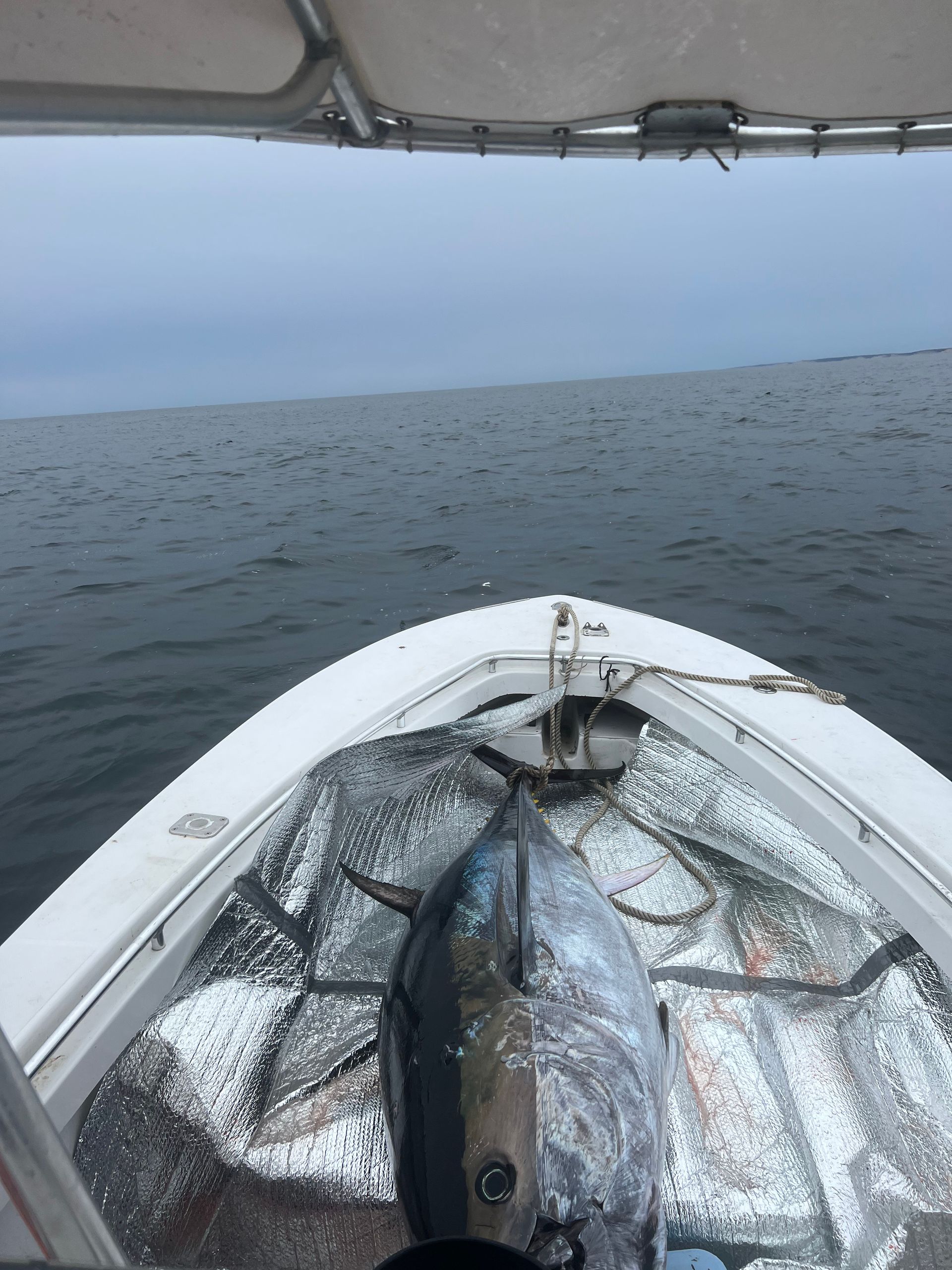 A large fish is in the back of a boat in the ocean