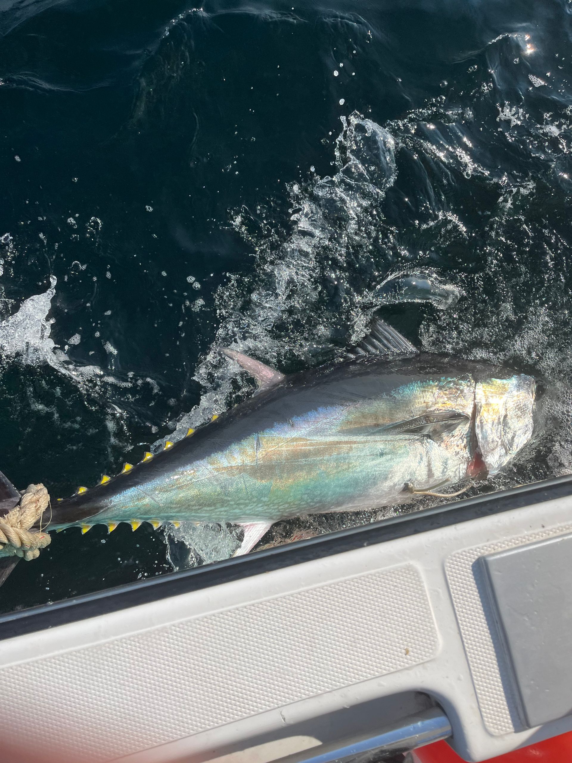 A large fish is swimming in the water near a boat
