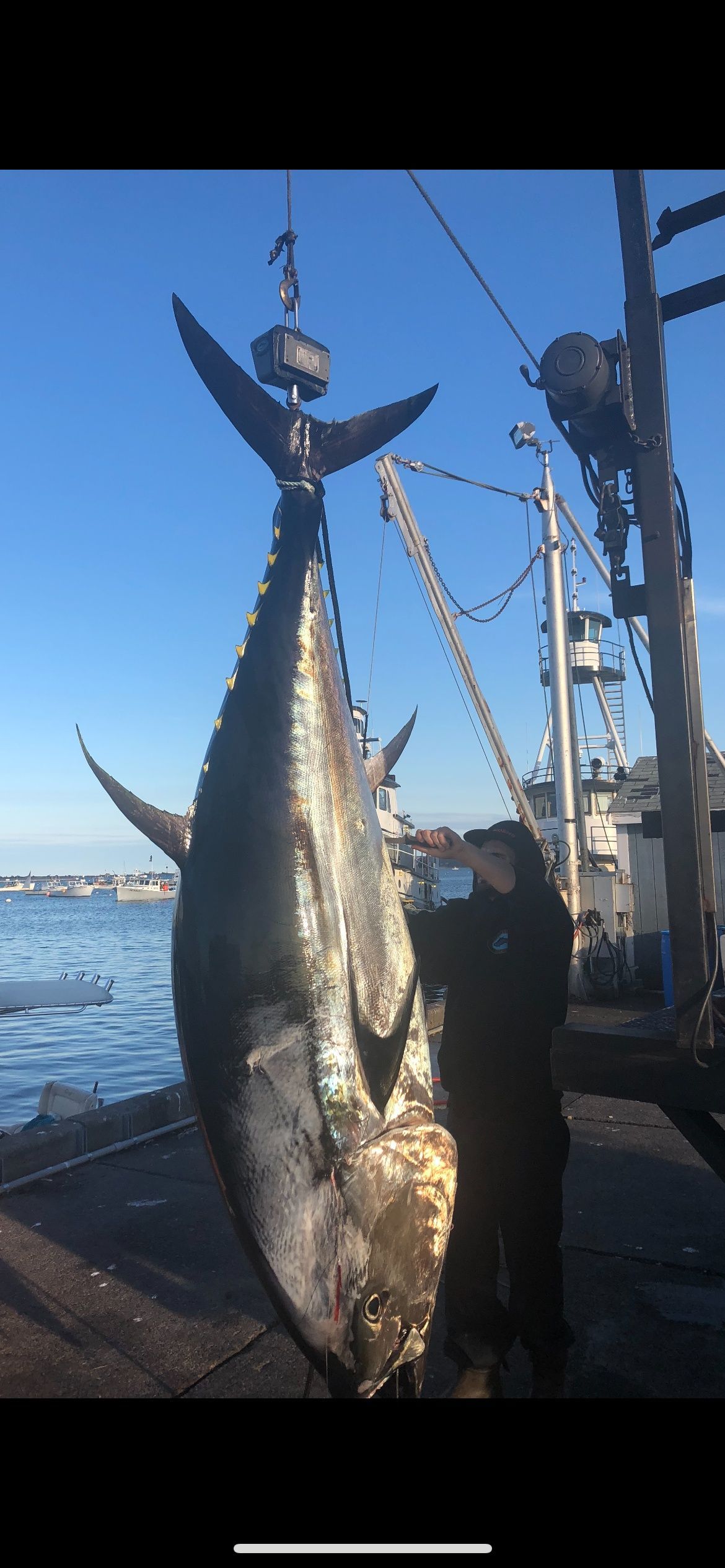 A man is standing next to a large fish that is hanging from a crane.