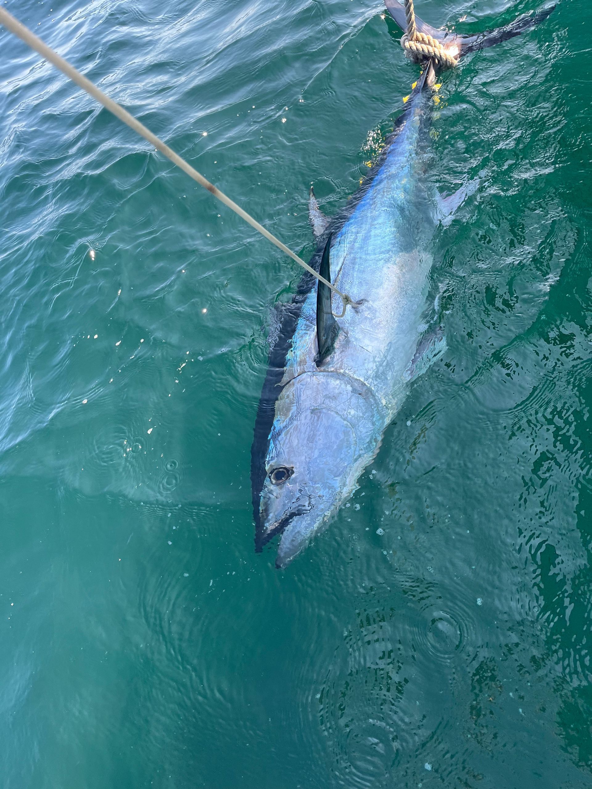 A blue fish is being pulled out of the water by a rope.