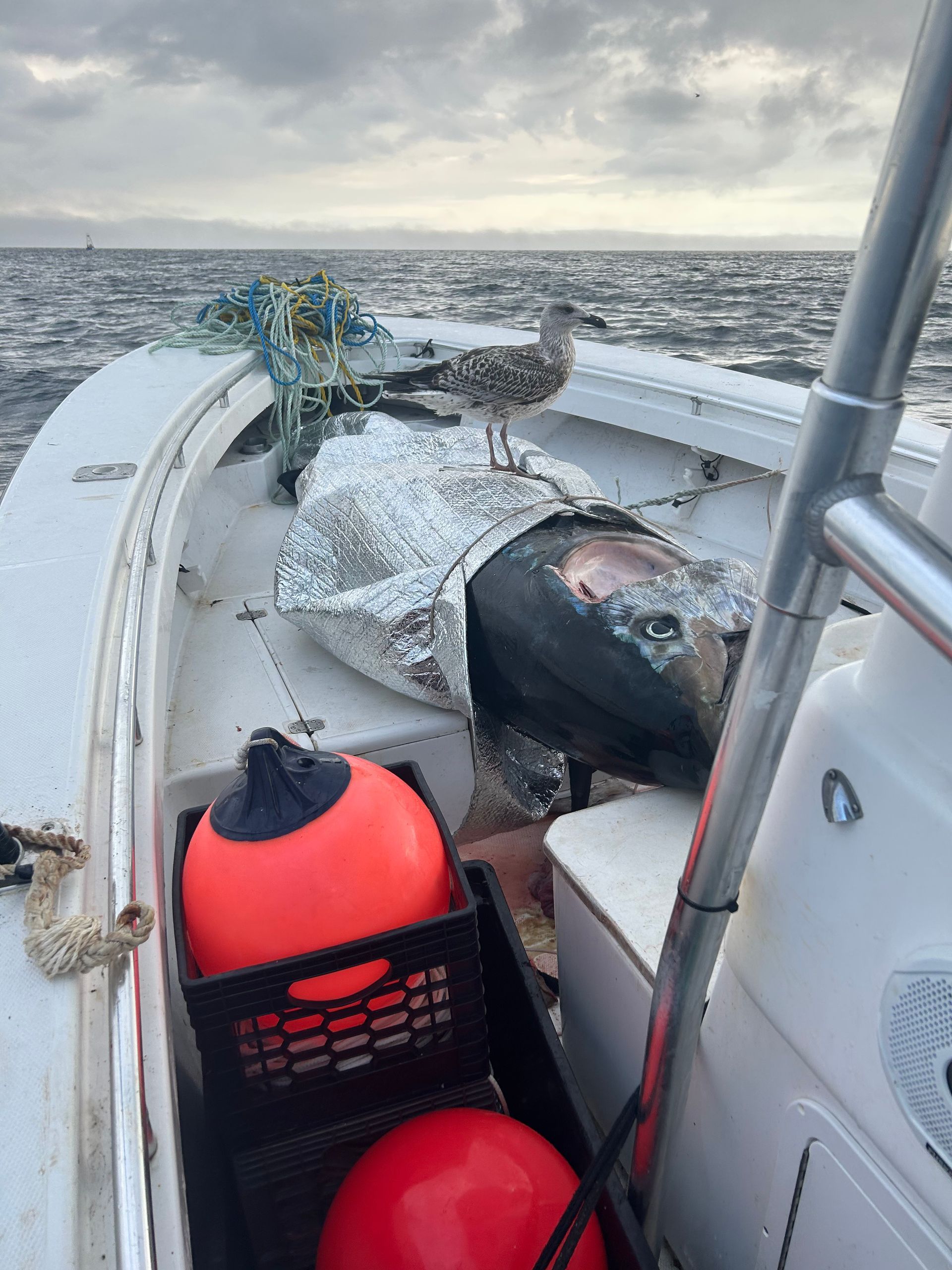 A large fish is on the back of a boat