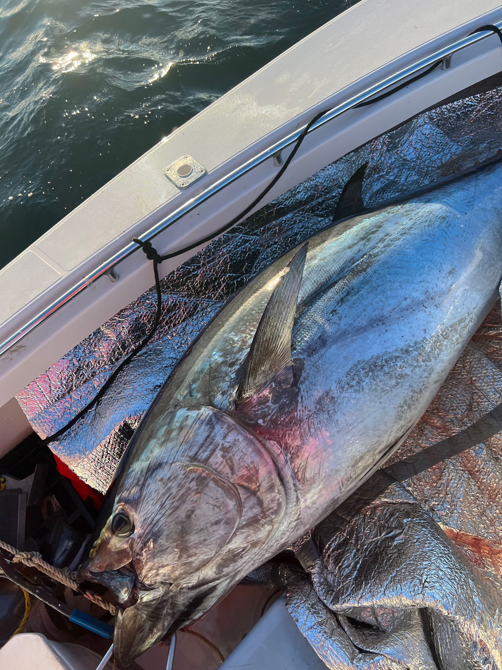 A large fish is laying on the side of a boat.