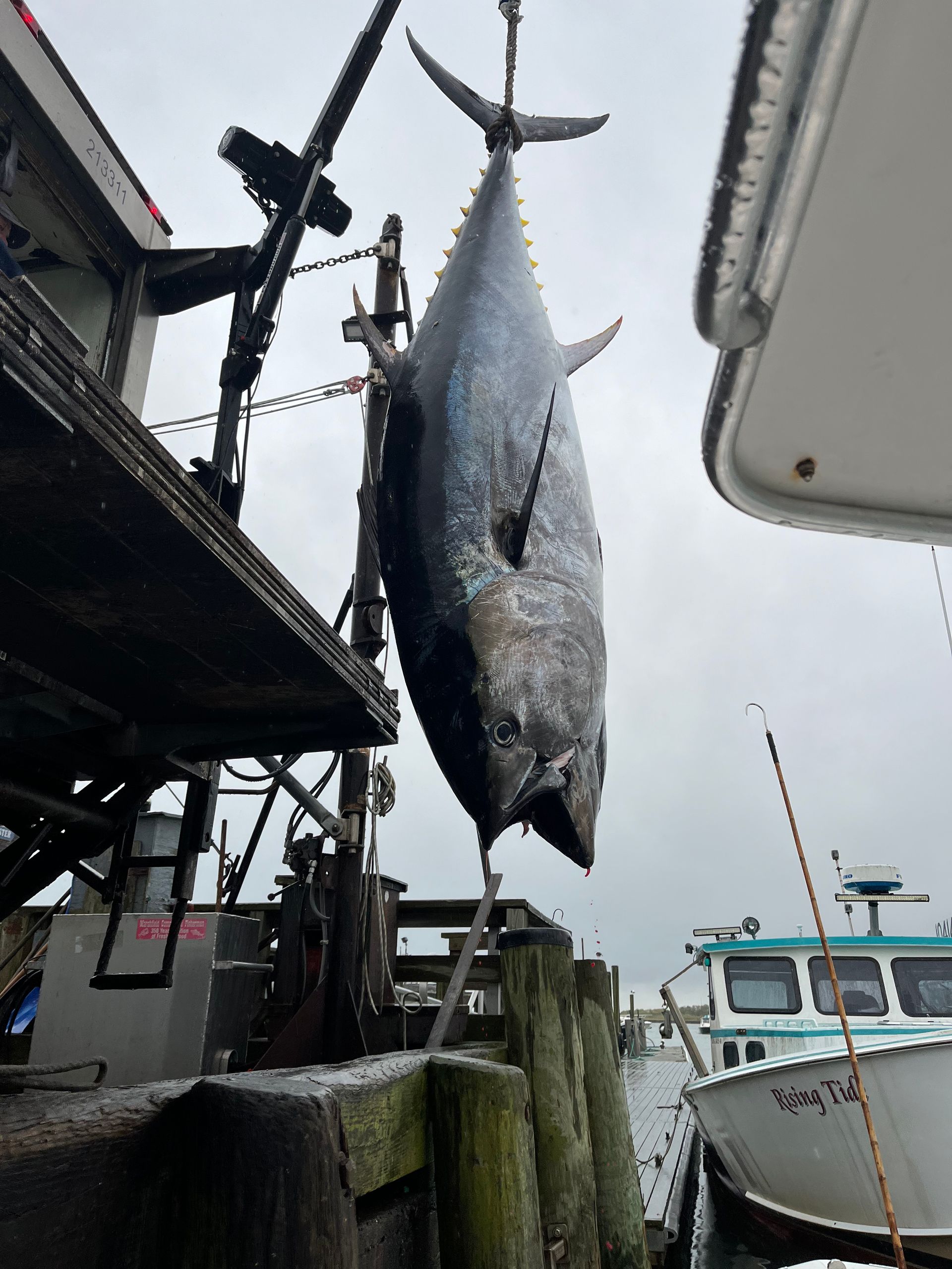 A large fish is hanging from the side of a boat