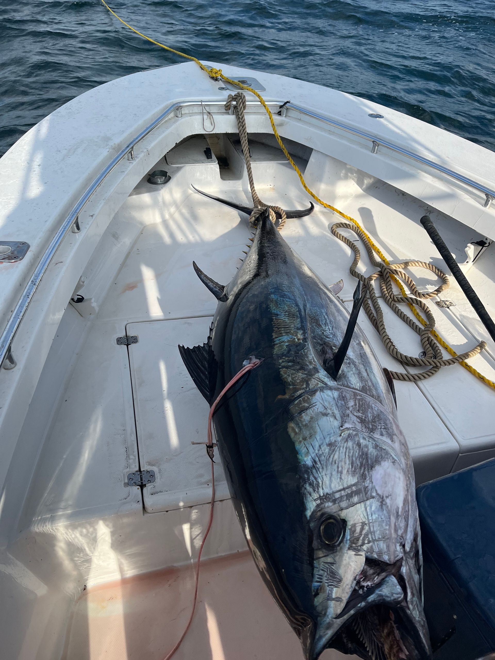 A large fish is sitting on the deck of a boat.