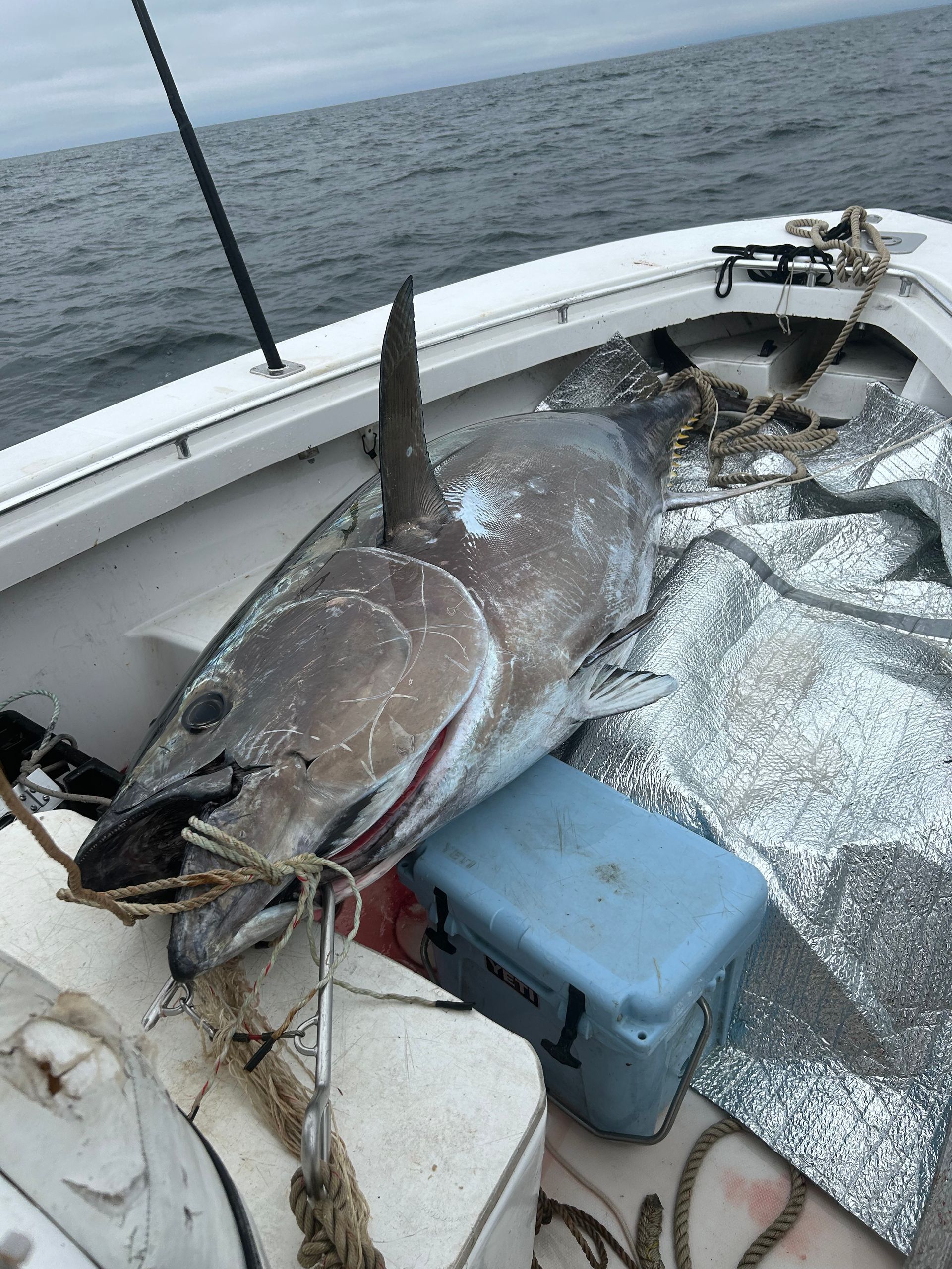 A large fish is laying on the deck of a boat.