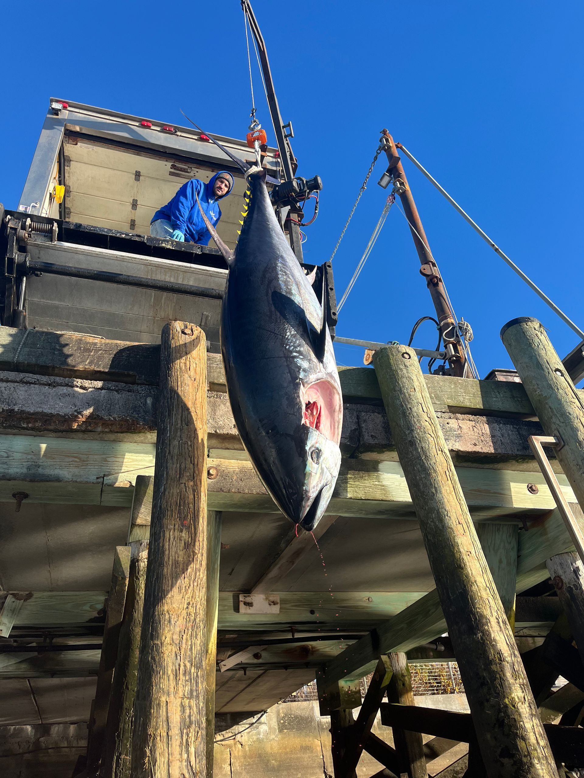 A large fish is hanging from a crane on a dock