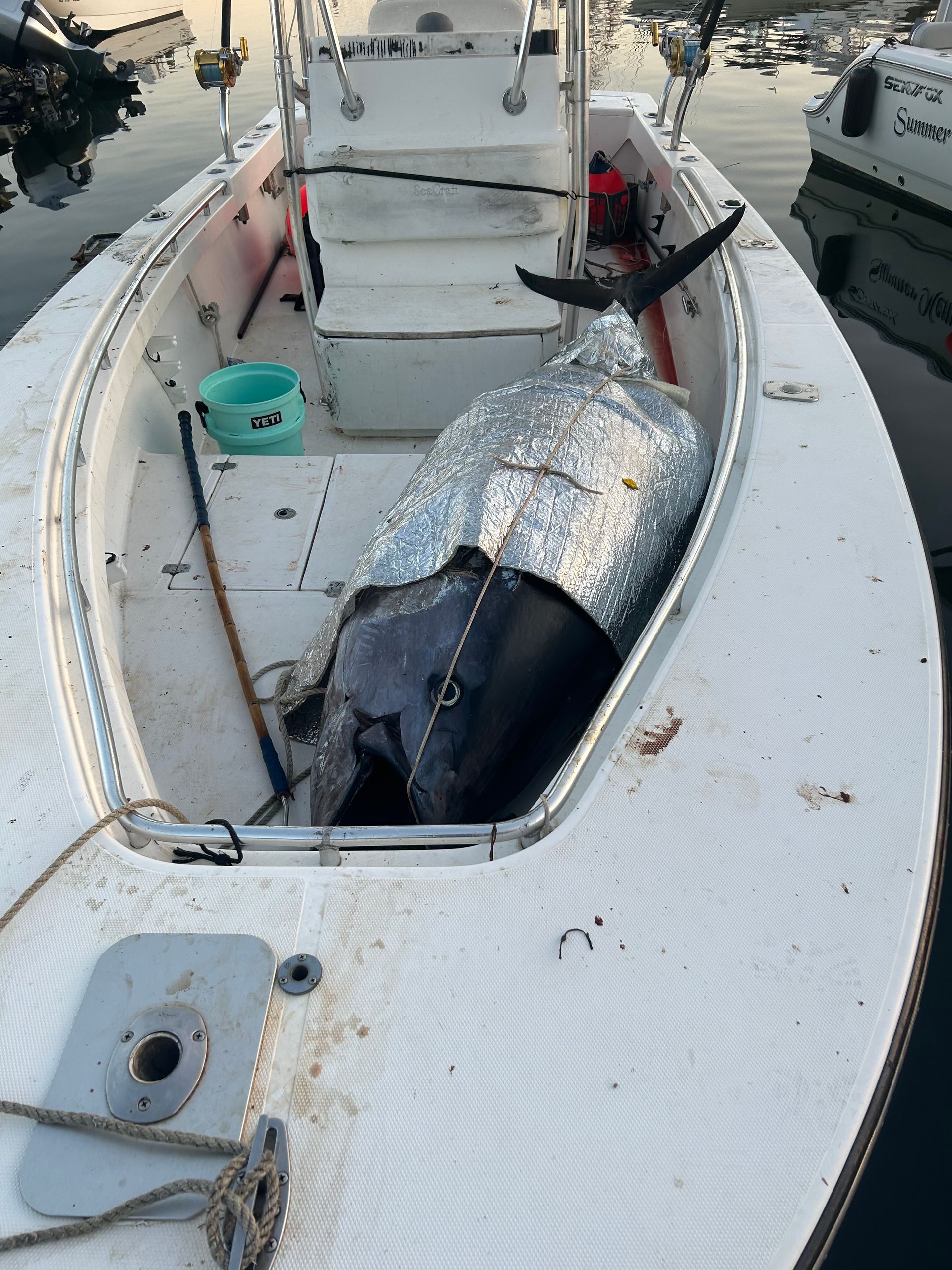 A large fish is sitting on the deck of a boat