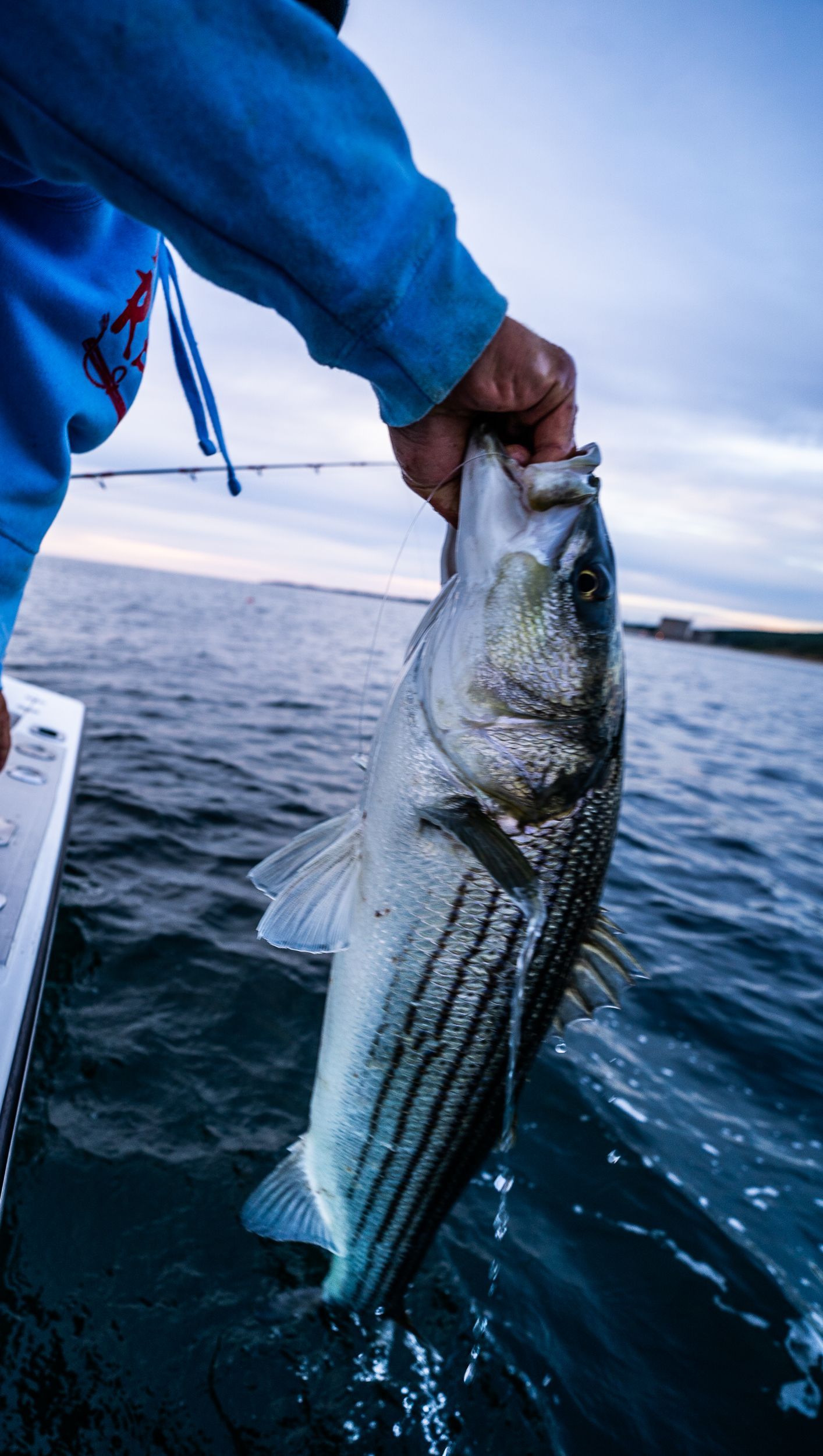 A person is holding a fish in their hand in the water.