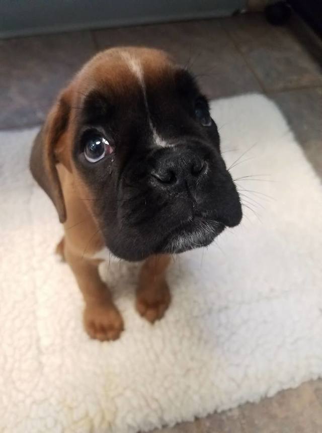 Dog Boarding/Daycare