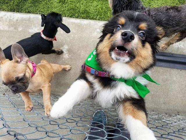 Dog Training