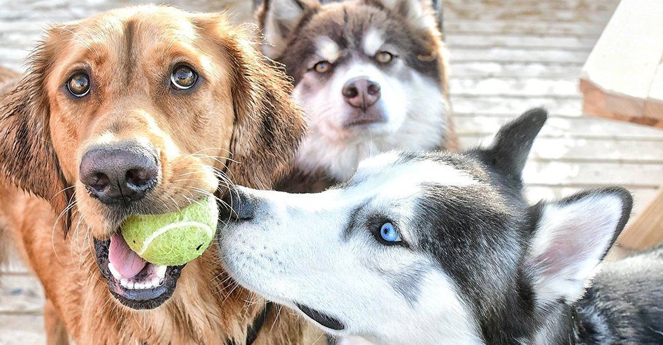 Dogs