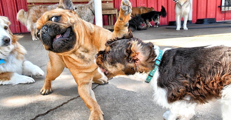 Dogs