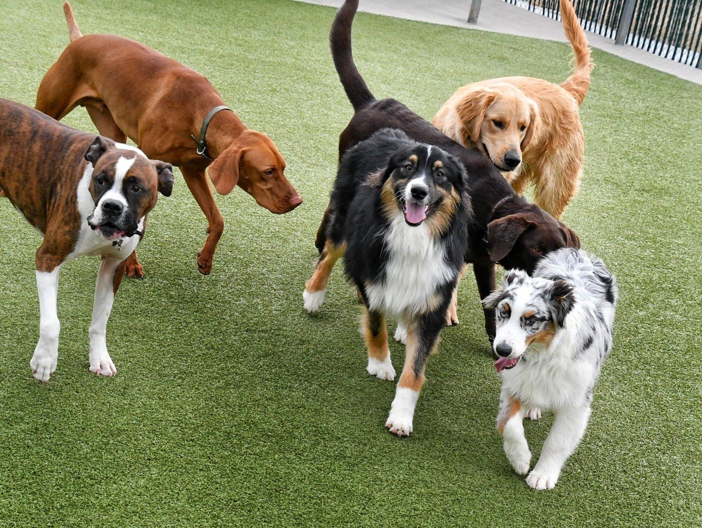 Dogs