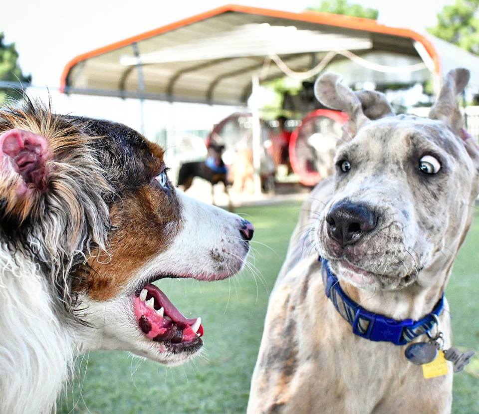 Dogs