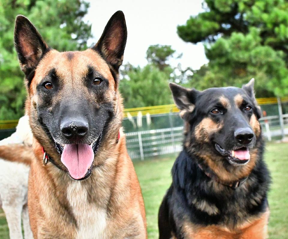 Dogs