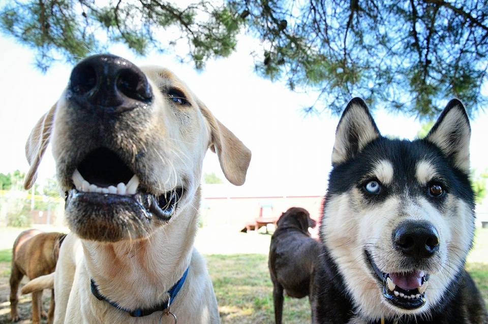 Dogs