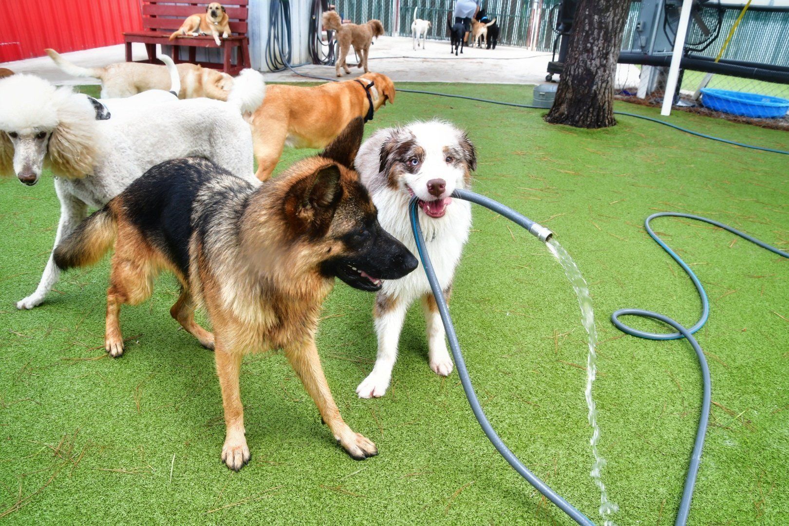 Dogs