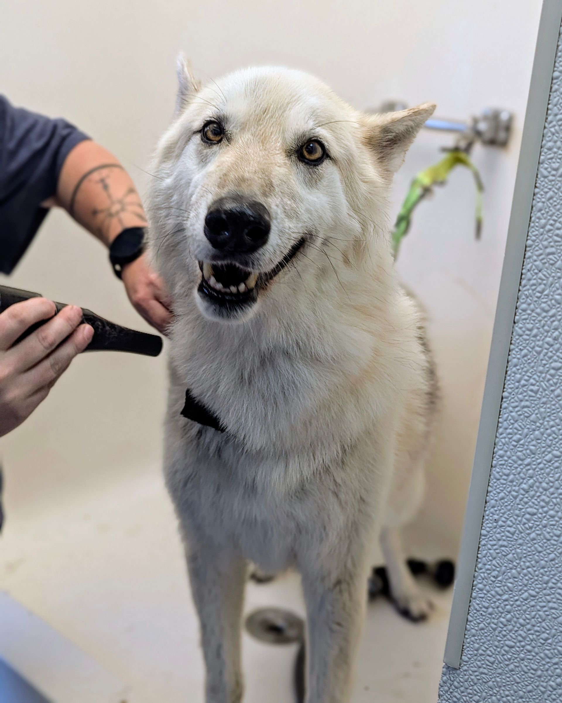 Dog getting a bath