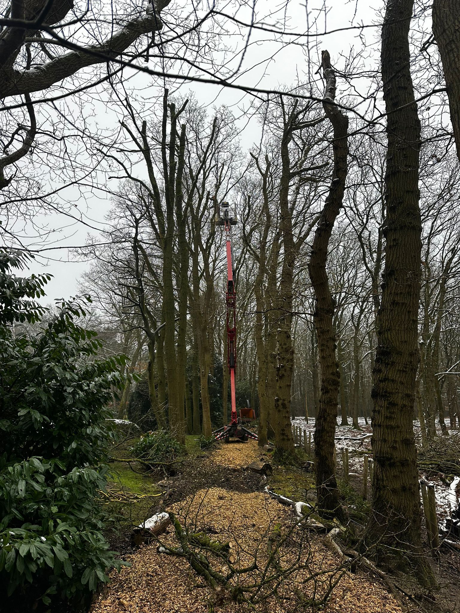 Graafmachine in een bos, bomen worden gekapt; houtsnippers liggen langs het pad, bewolkte dag.