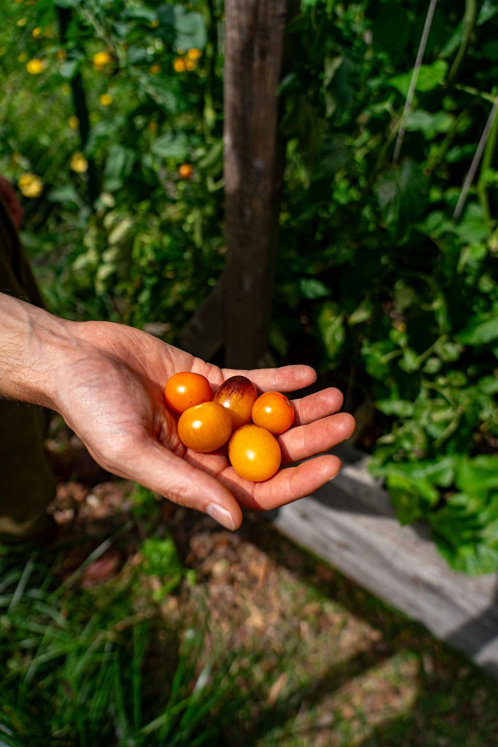 A person is holding a bunch of cherry tomatoes in their hand.