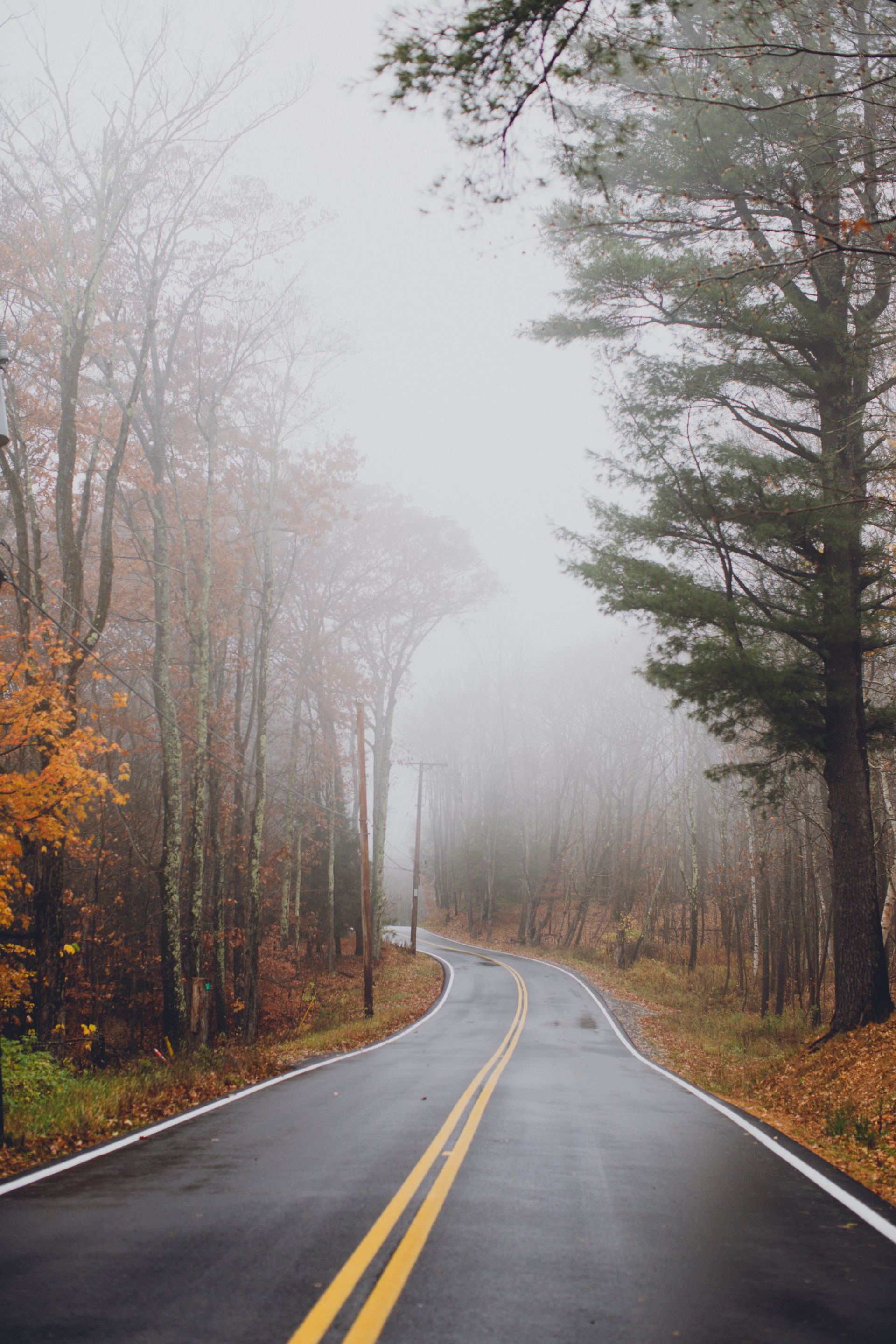 A foggy road going through a forest on a rainy day.