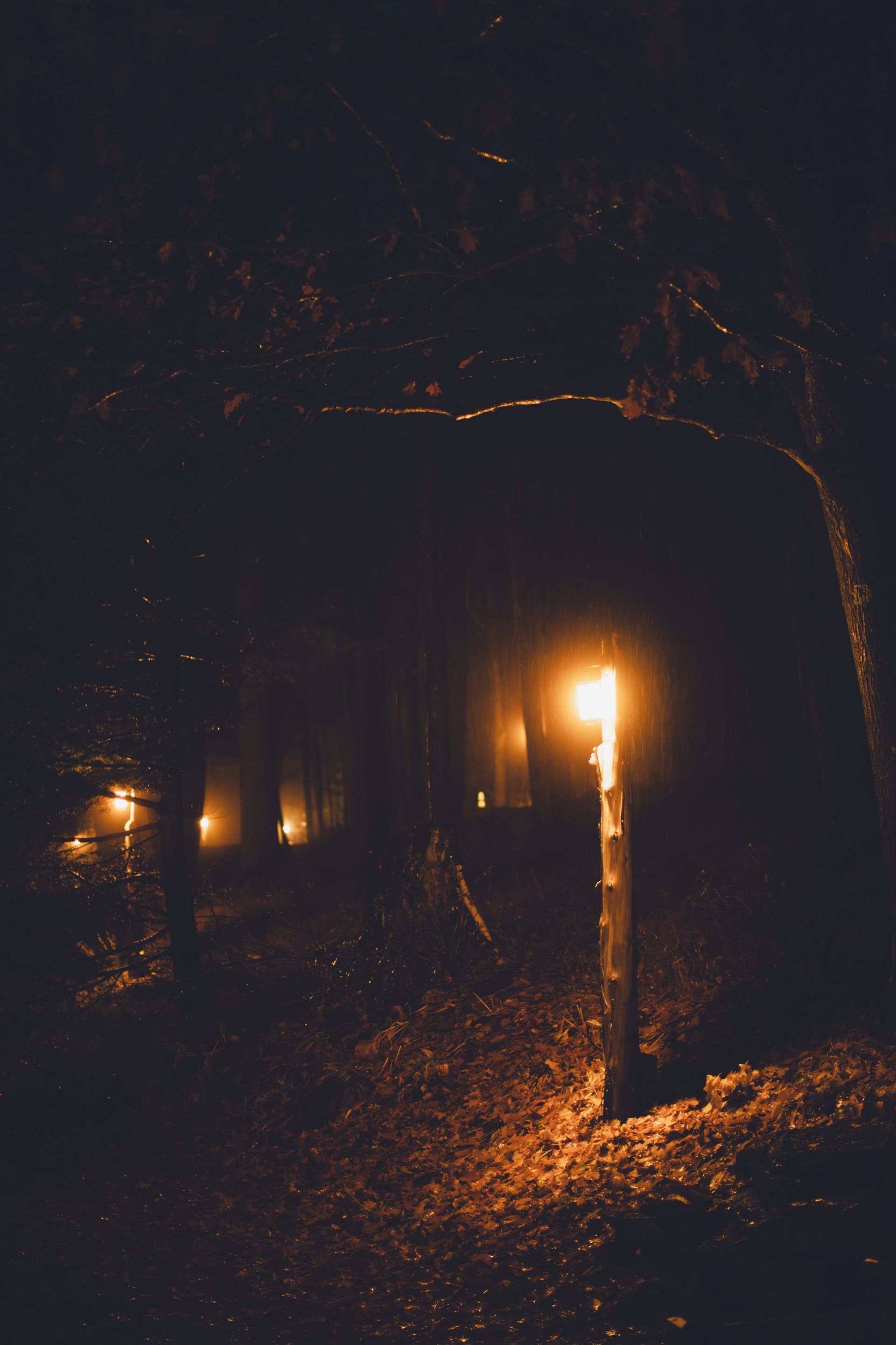 A candle is lit up in the middle of a dark forest at night.