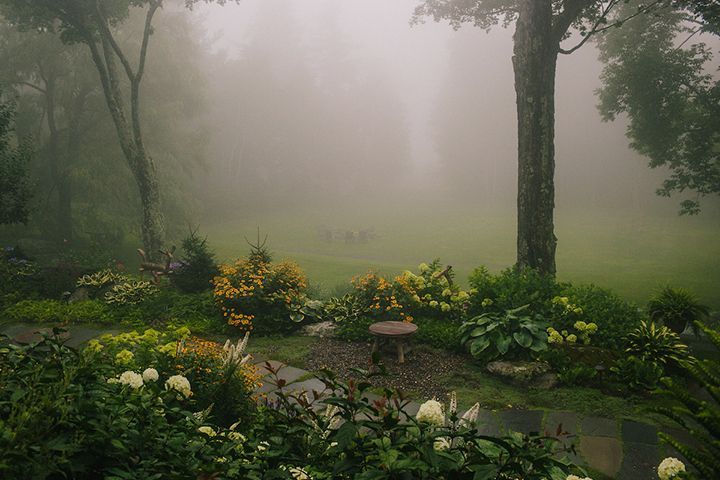 A garden filled with flowers and trees in the fog.