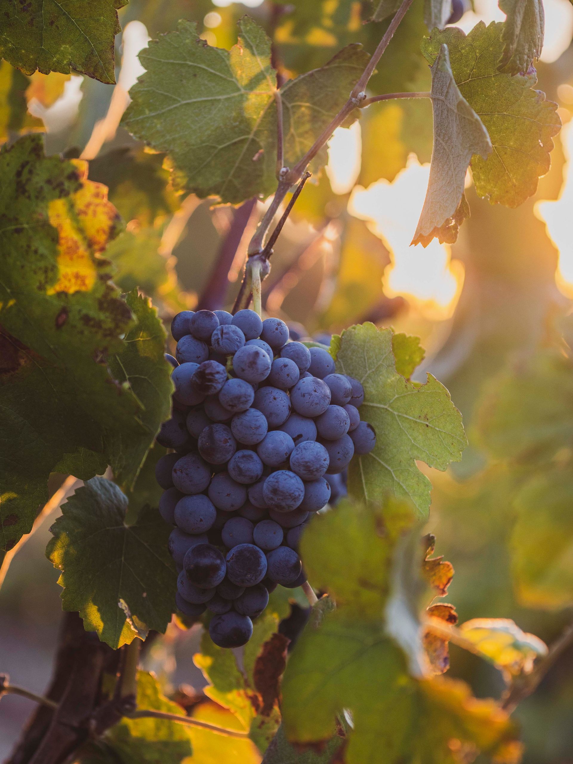 vino valencia