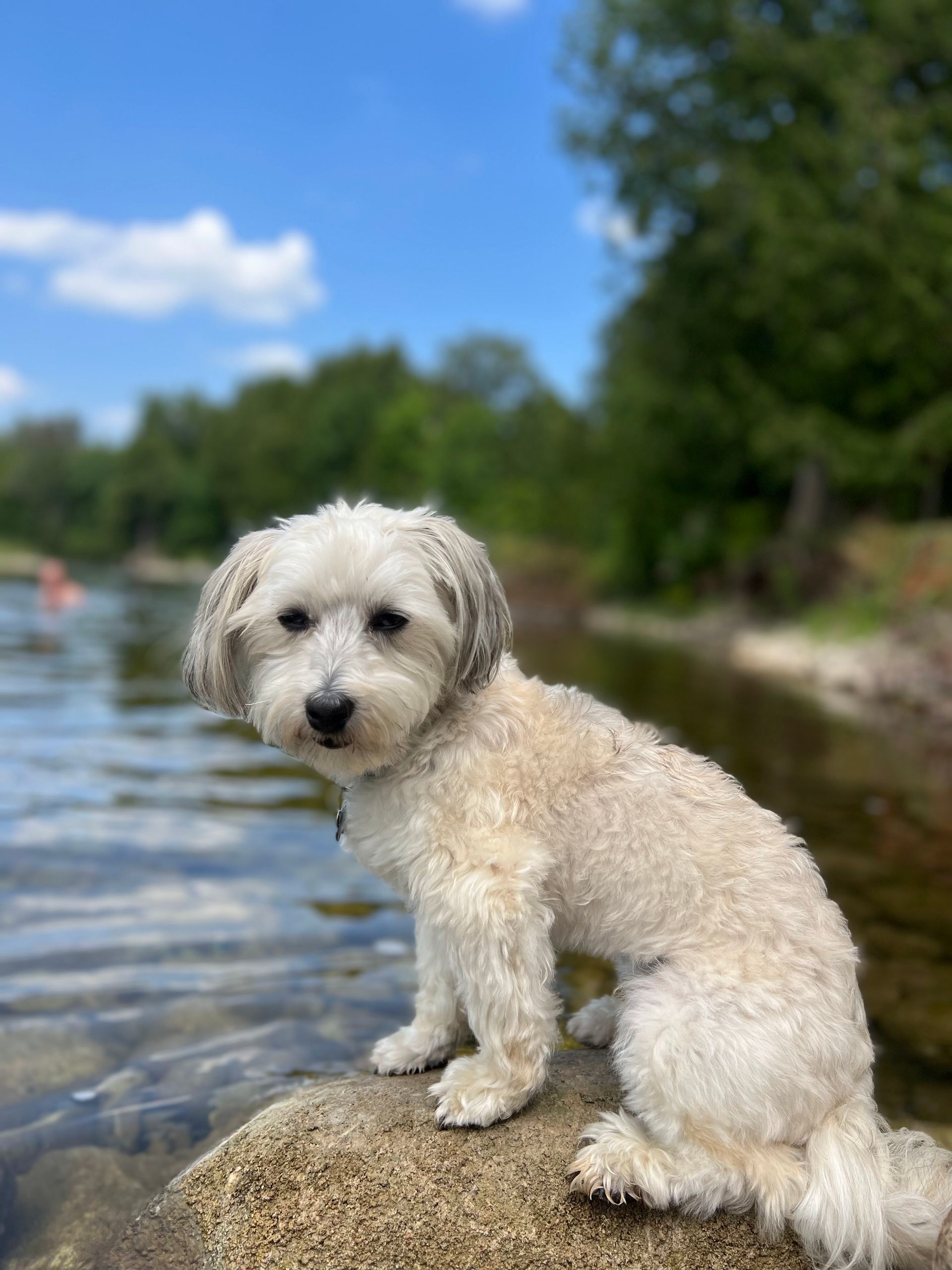 A small white dog is sitting on a rock near a river.