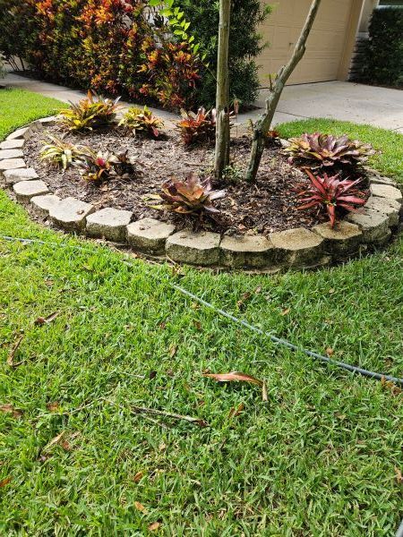 A stone-bordered garden bed with bromeliad plants and mulch surrounds a tree in a residential lawn.