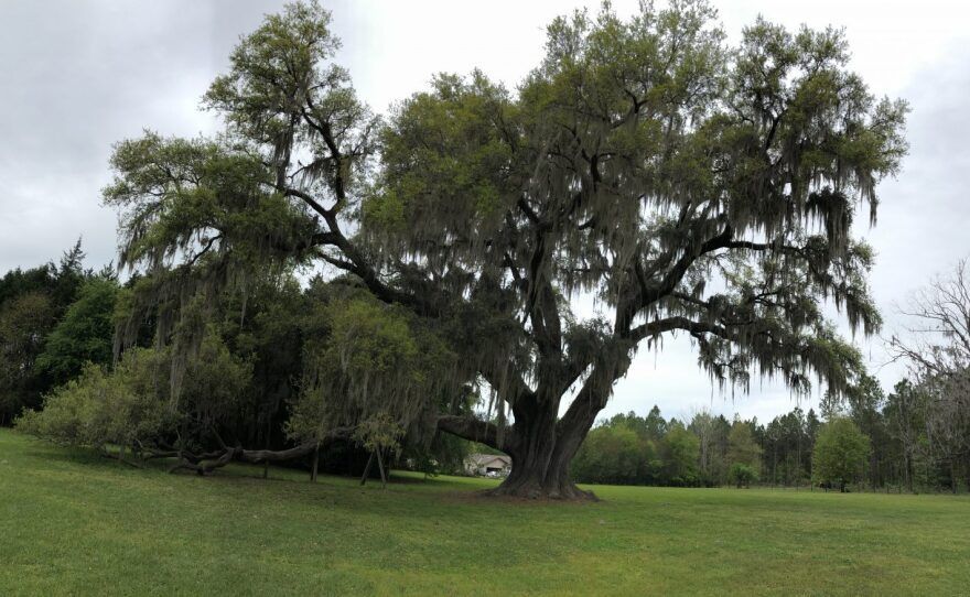A large oak tree with Spanish moss in a grassy field on a cloudy day.
