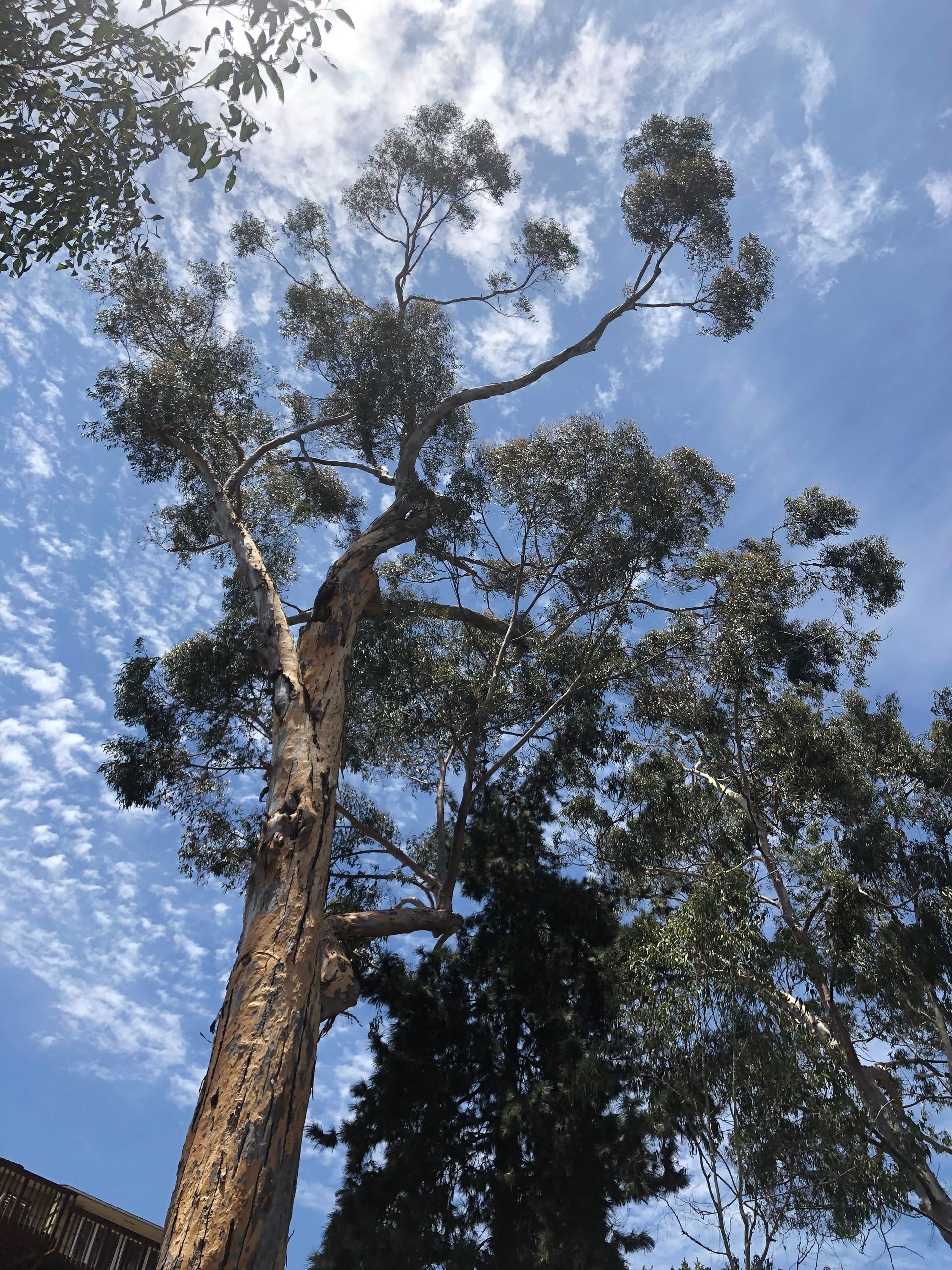 Looking up at a tree with a blue sky in the background
