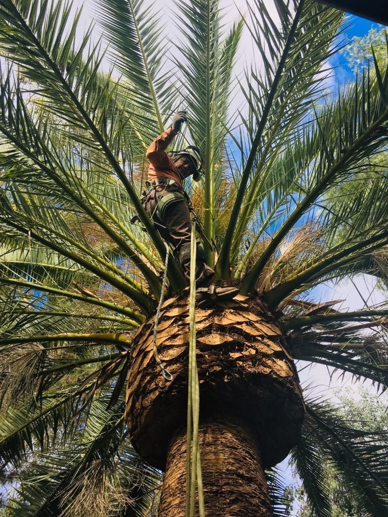 A man is climbing a palm tree with a rope.