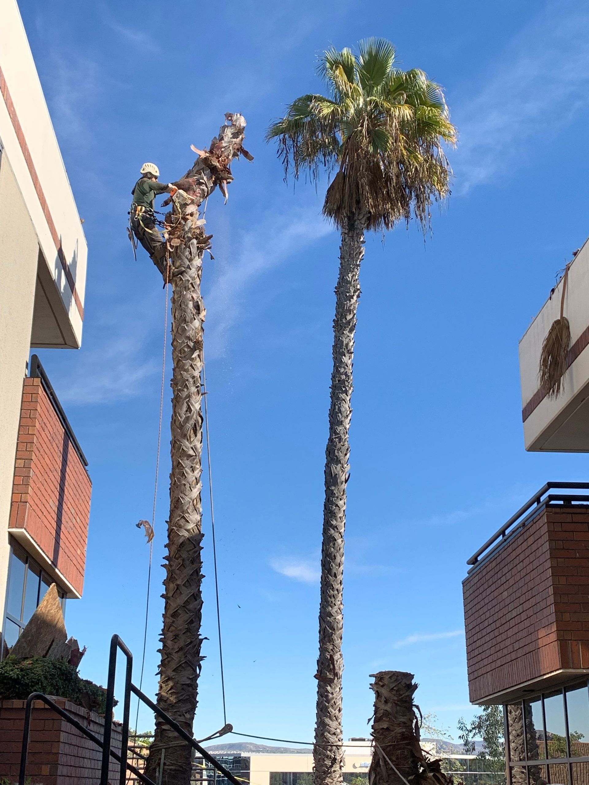 A man is climbing up a palm tree in front of a building.