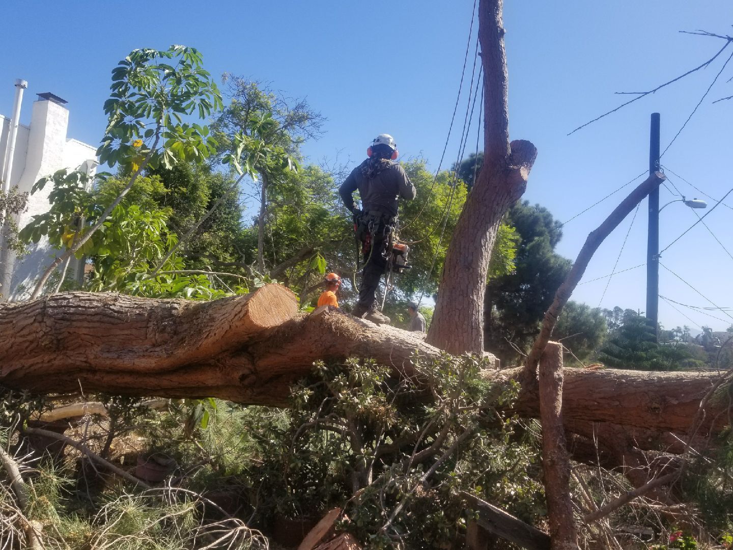 A man is standing on top of a fallen tree.