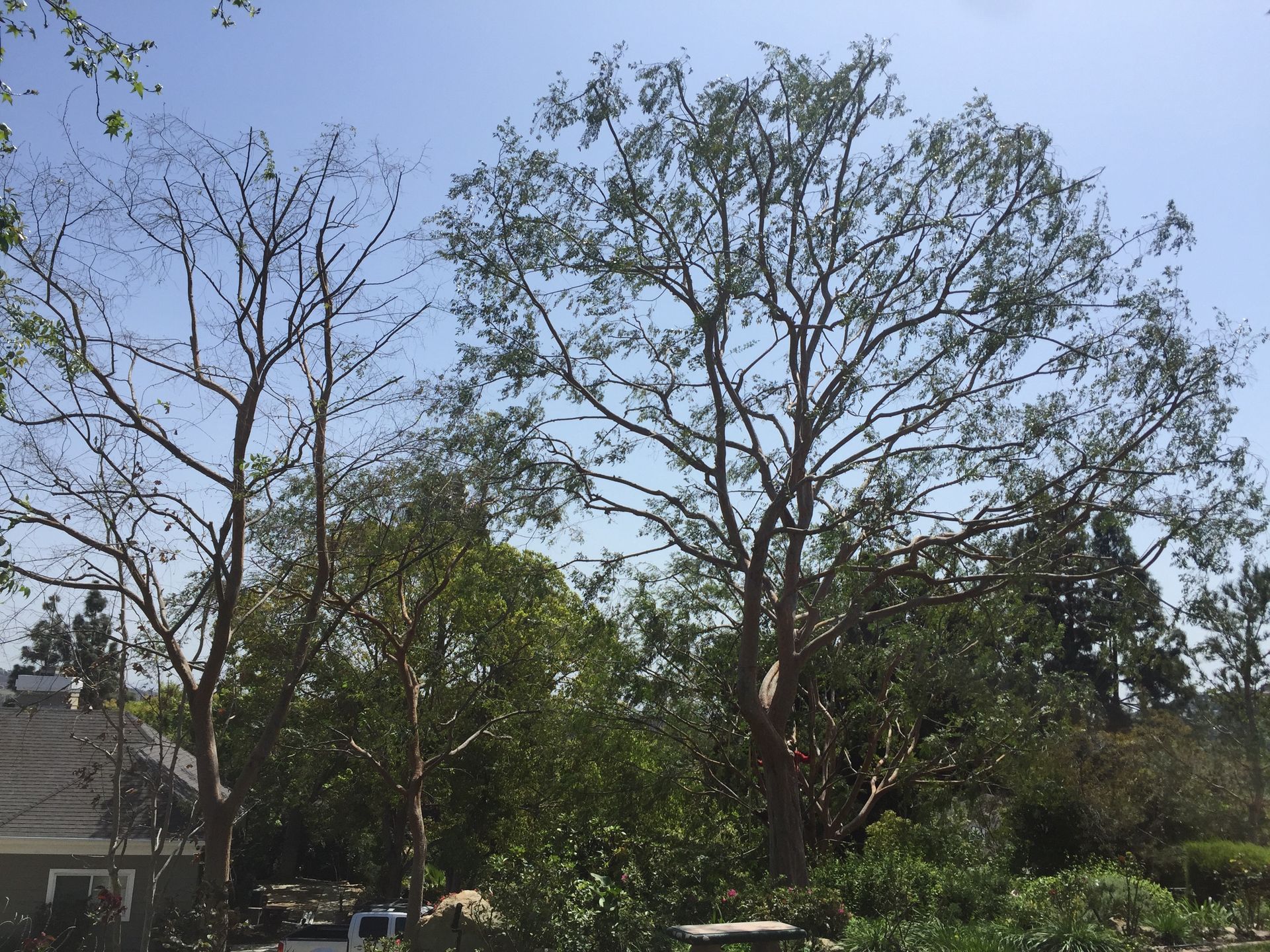 A tree with a lot of leaves is surrounded by other trees