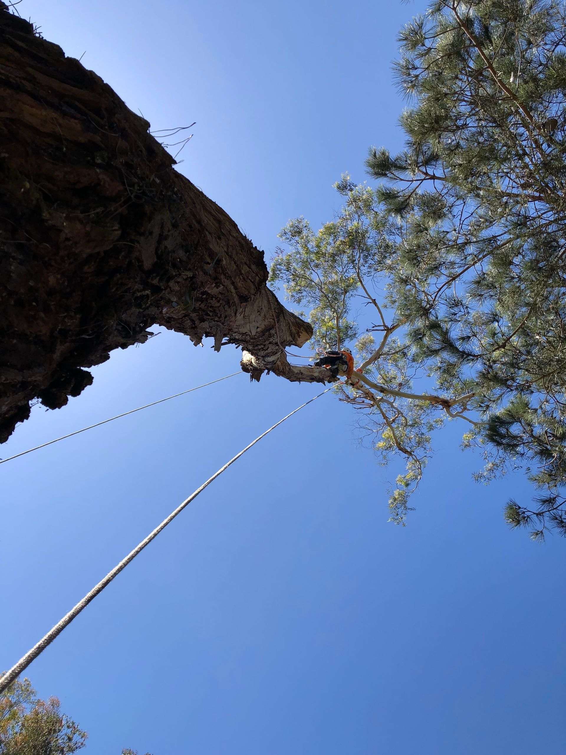 A person is climbing up a tree with a rope