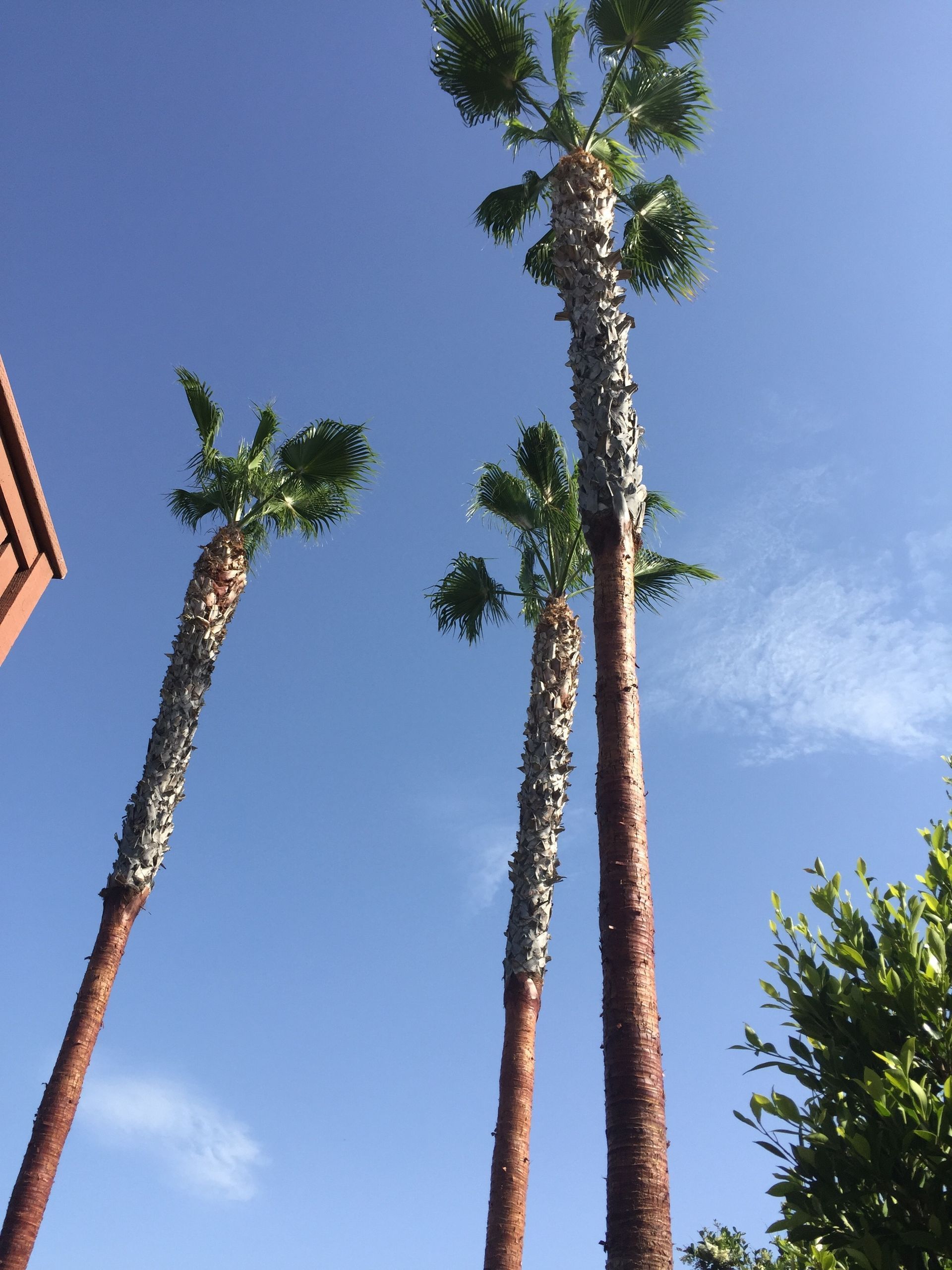 Three palm trees against a blue sky with a brick building in the background