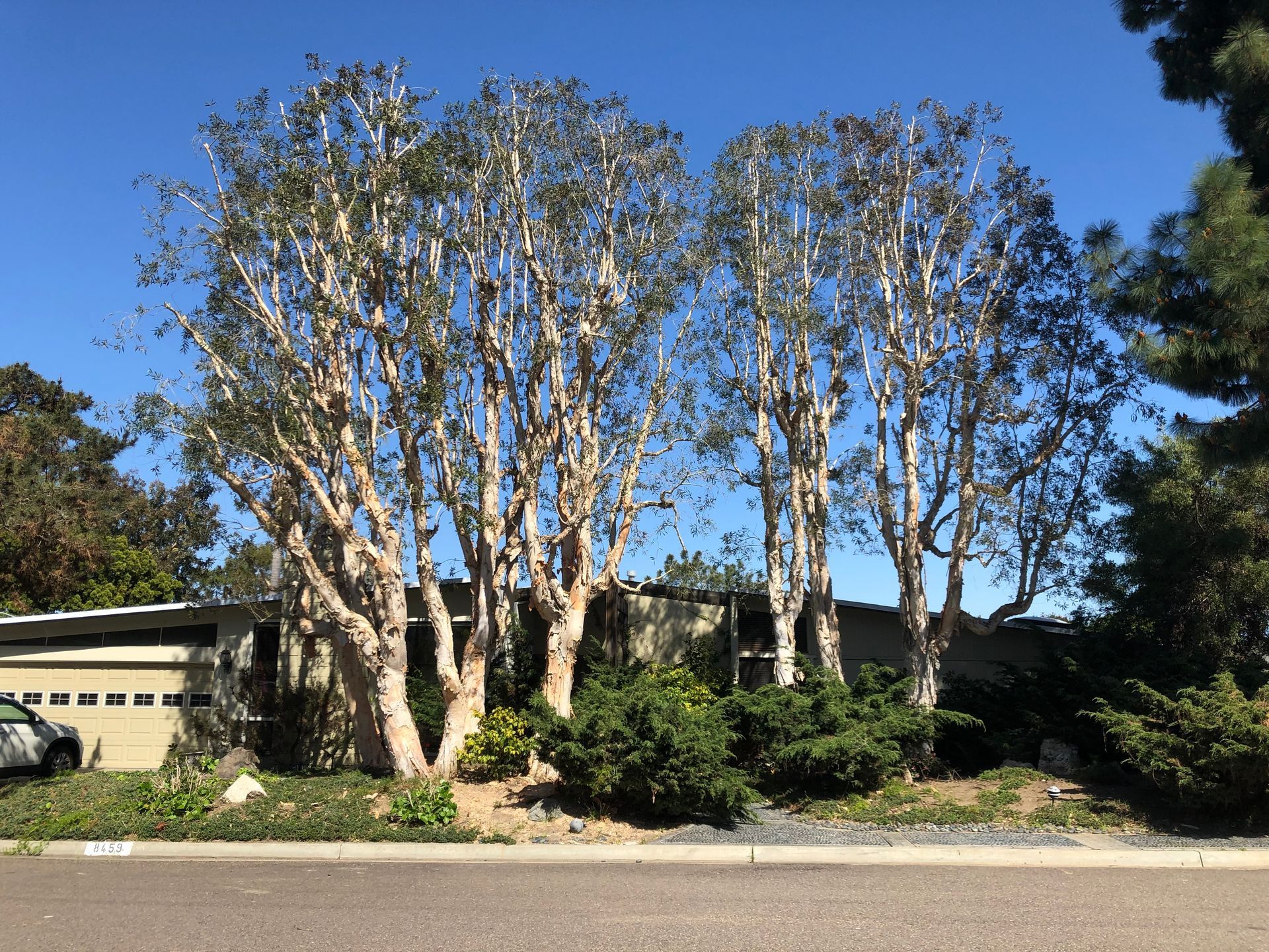A row of trees in front of a house on a sunny day