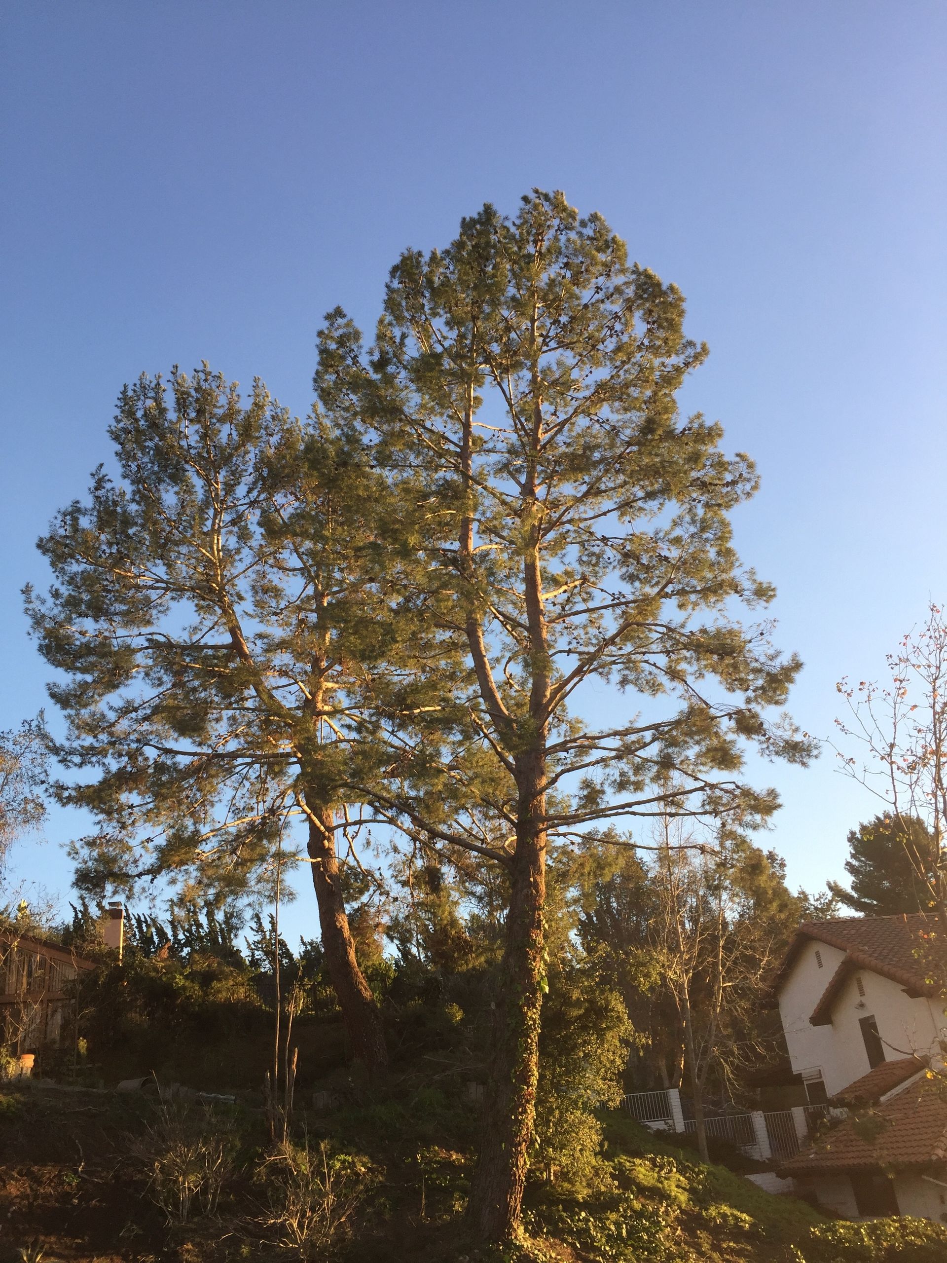 A tree with a blue sky in the background