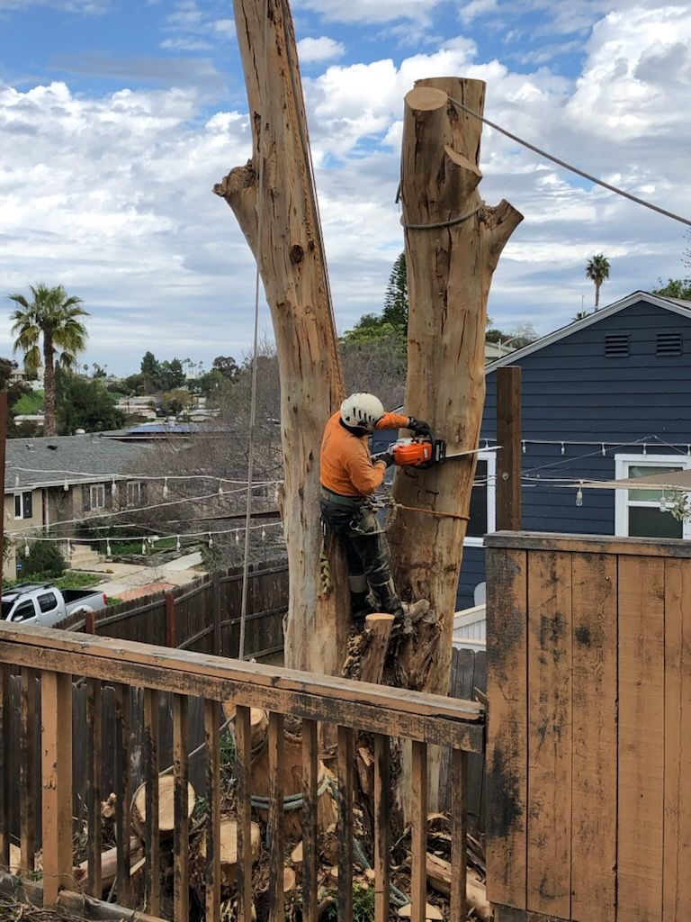 A man is climbing a tree with a chainsaw.