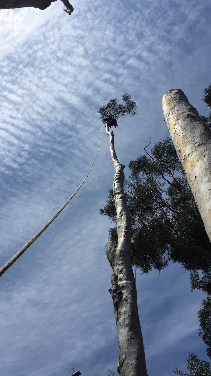 A person is climbing up a tree with a rope.