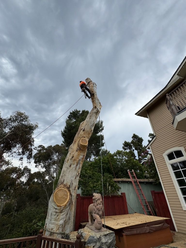 A man is cutting down a tree in front of a house.