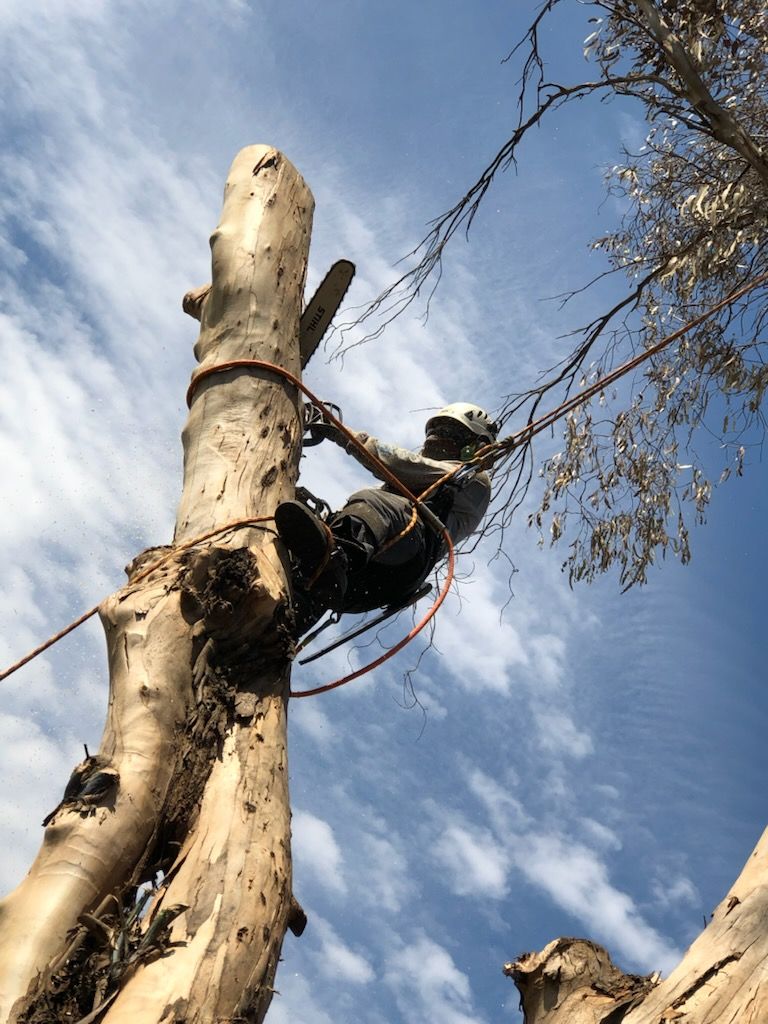 A man is climbing a tree with a chainsaw.