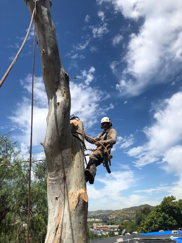A man is climbing a tree with a chainsaw.
