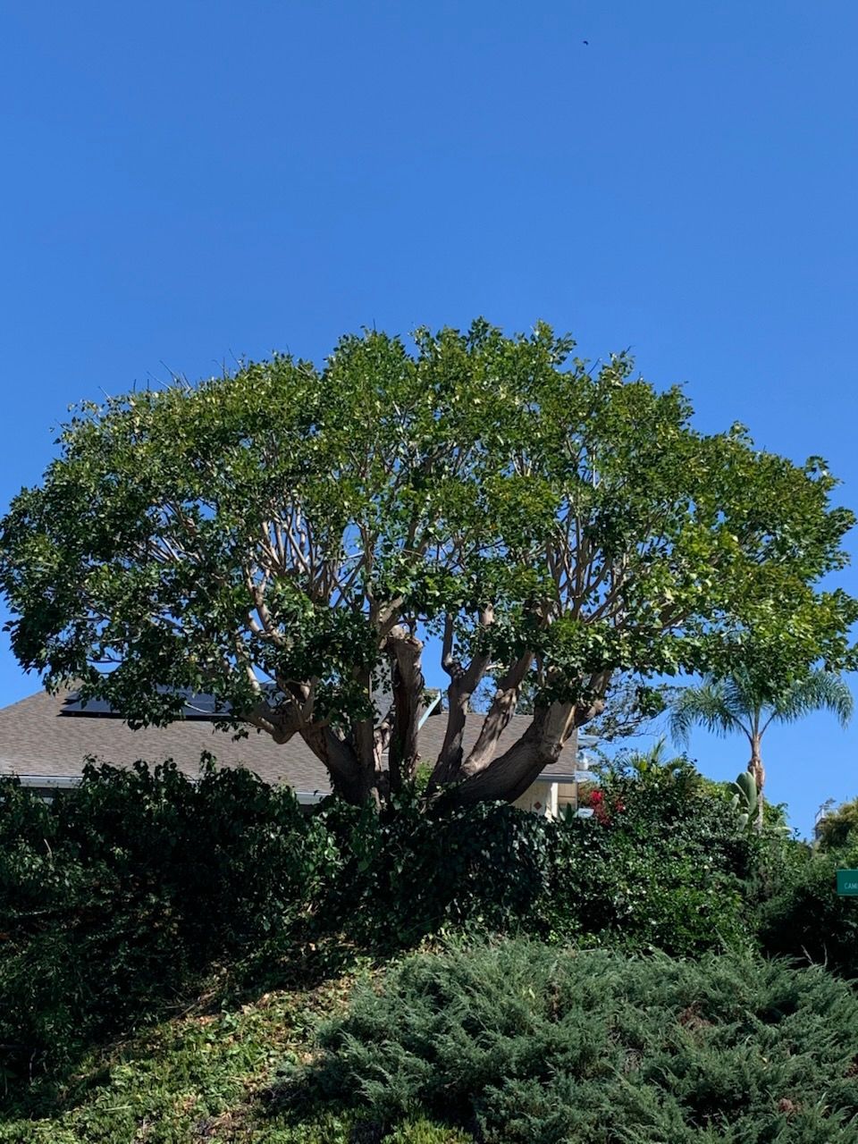 A tree with lots of leaves is in front of a house