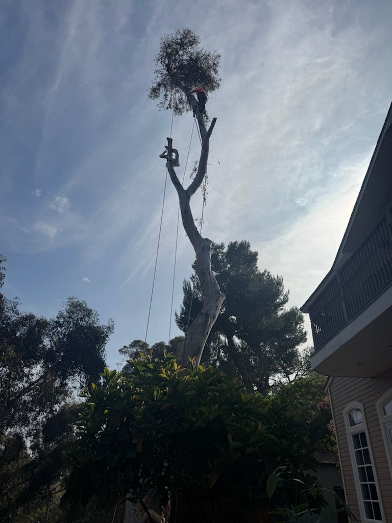 A tree is being cut down in front of a house